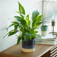 Peace lily 