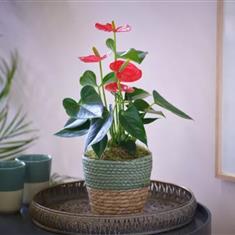 Anthurium