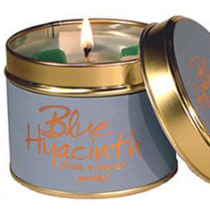 Blue Hyacinth
